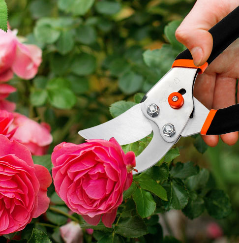 Pruning Shears