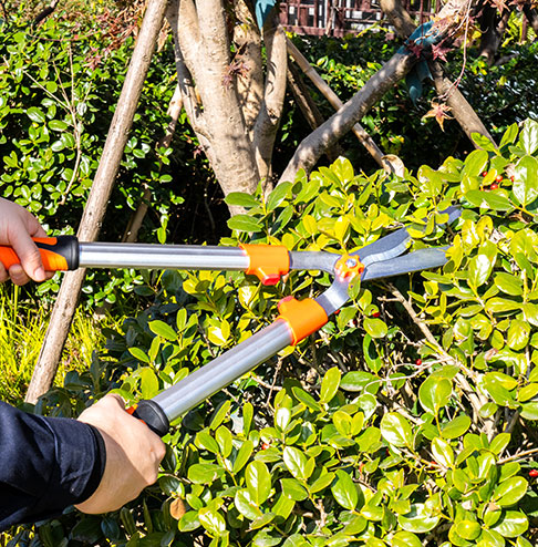Hedge Shears