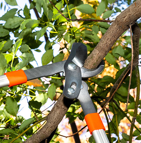 Pruning Loppers